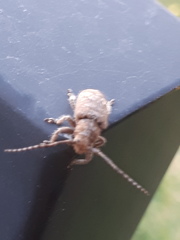 Prosoplus bankii