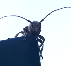 Prosoplus bankii
