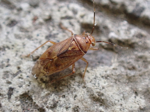 Tropidosteptes chapingoensis