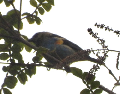 Metallic-green Tanager (Tangara labradorides), photo 6