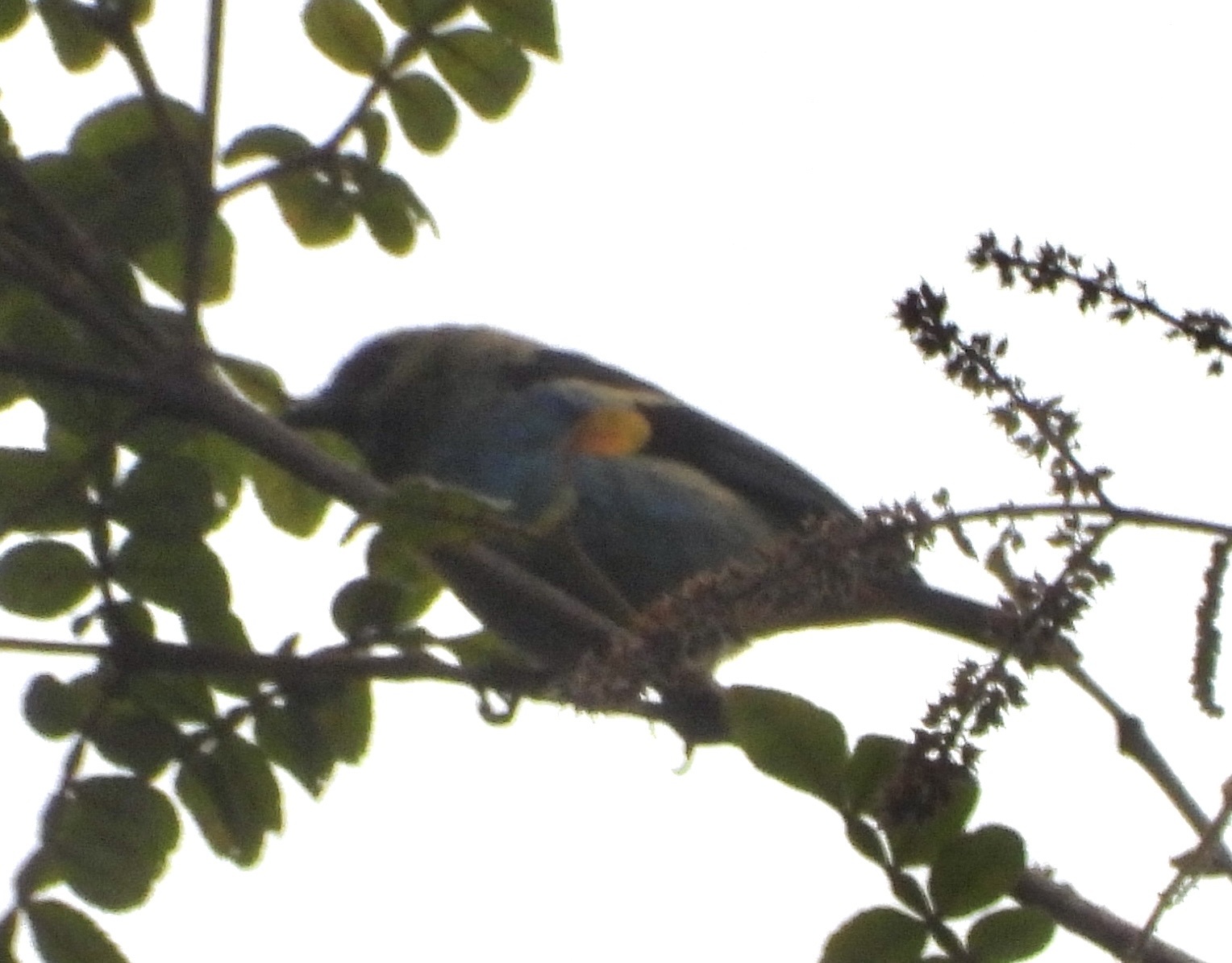 Metallic-green Tanager (Tangara labradorides), photo 9