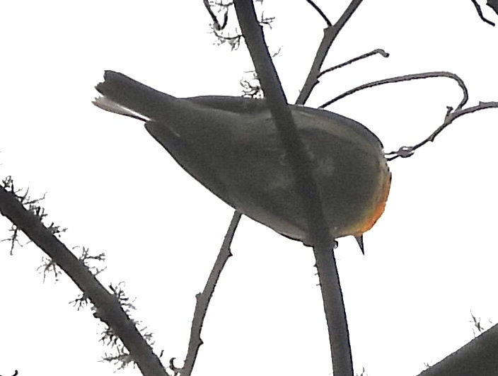 Metallic-green Tanager (Tangara labradorides), photo 10