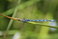 Coenagrion mercuriale