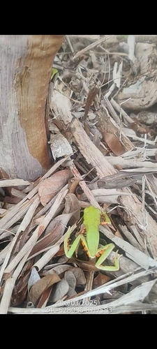 Northeastern Brazilian Leaf Frog