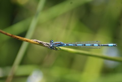 Coenagrion mercuriale