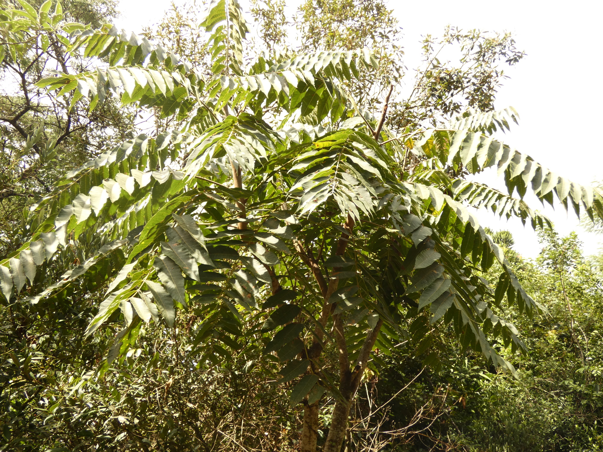 Imagem de Cedro-rosa