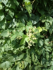 Humulus lupulus