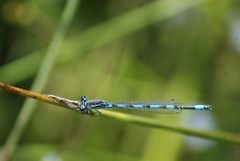 Coenagrion mercuriale