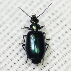 Lebia viridis