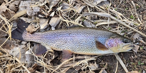 Rocky Mountain Cutbow