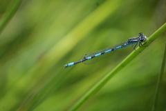 Coenagrion mercuriale