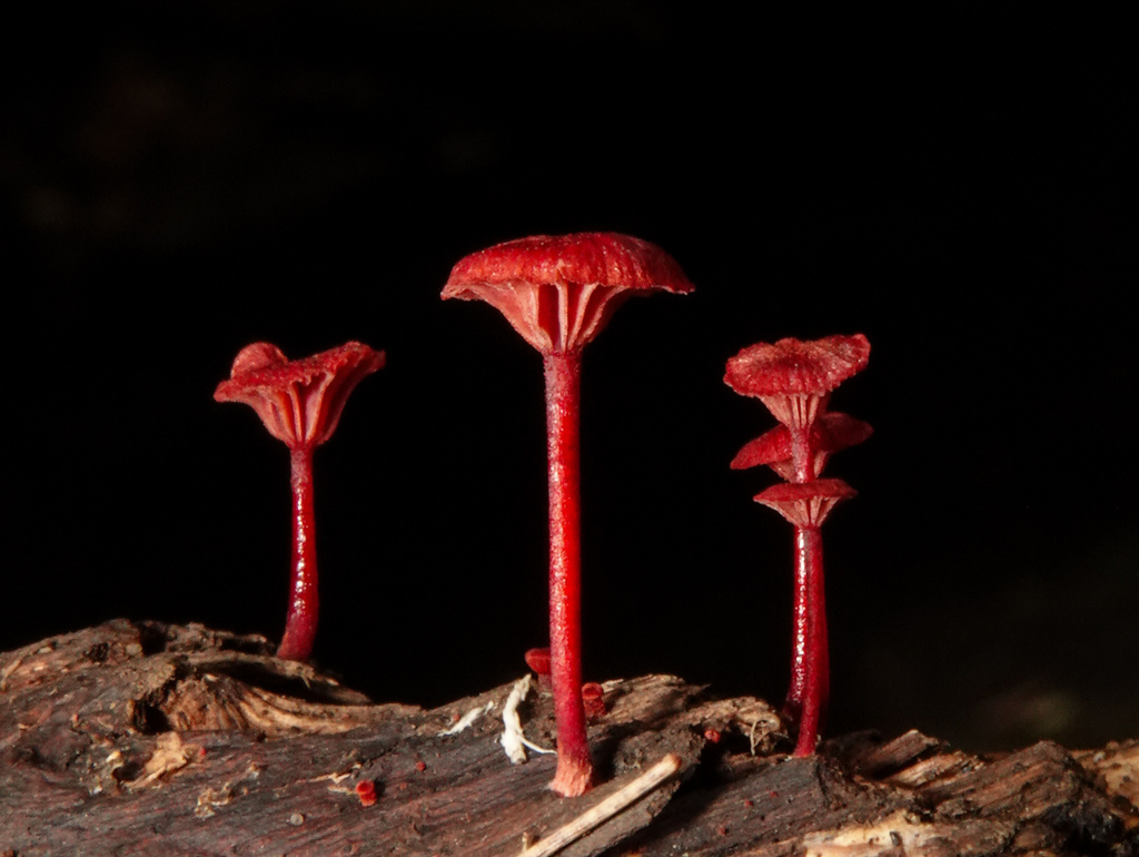 Ruby Bonnot ruby bonnet from Sydney NSW, Australia on March 10, 2025 at 10:58 AM by ...