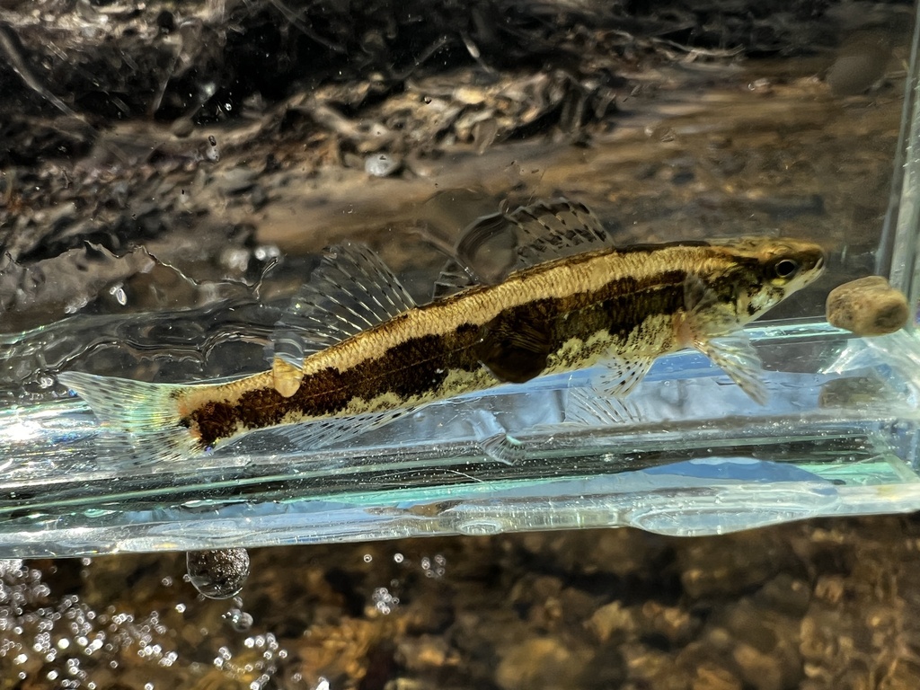 Frecklebelly Darter