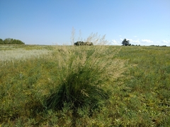 Stipa splendens