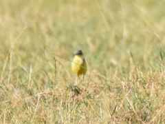 Motacilla flava flava