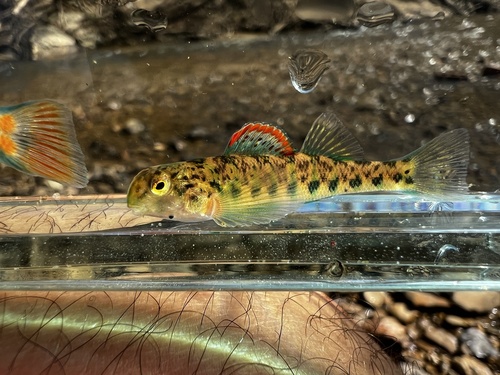 Emerald darter (Etheostoma baileyi) — Percidae — 5