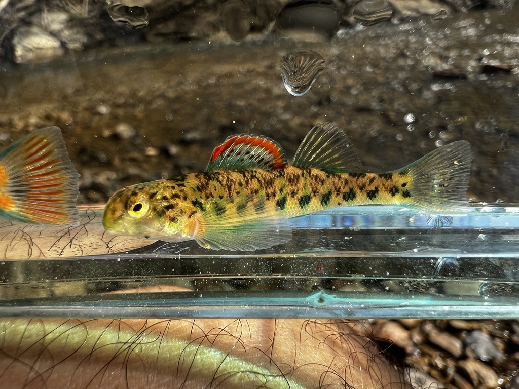 Emerald Darter