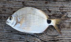 Diplodus holbrookii