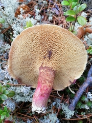 Suillus paluster