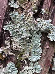 Menegazzia subsimilis