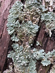 Menegazzia subsimilis