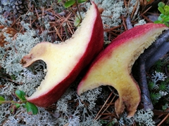Suillus paluster