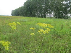 Peucedanum morisonii