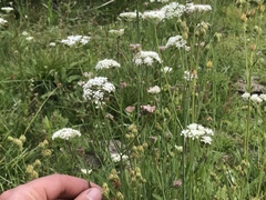 Perideridia parishii