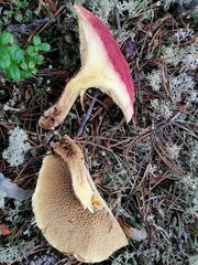 Suillus paluster