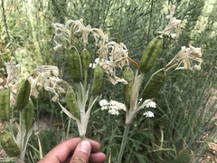 Iris missouriensis