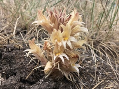 Aphyllon californicum feudgei