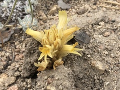 Aphyllon californicum feudgei