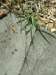 Digitaria sanguinalis