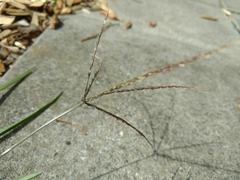 Digitaria sanguinalis