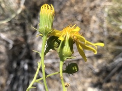 Senecio flaccidus douglasii
