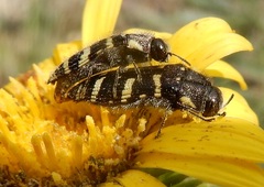 Acmaeodera macra