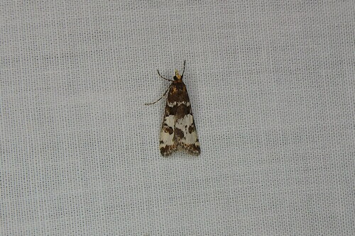 Eclipsiodes