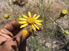 Senecio flaccidus douglasii