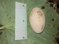 Vanuatu Megapode photo 2