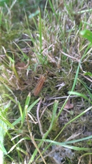 Nephrotoma flavescens