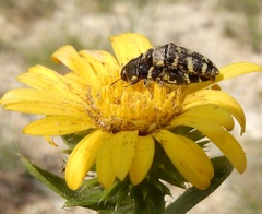 Acmaeodera macra
