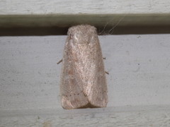 Leucania pseudargyria