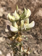 Lupinus albicaulis