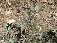 Lupinus albicaulis