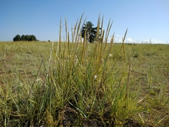 Leymus racemosus