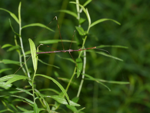 Emesaya brevipennis photo 2