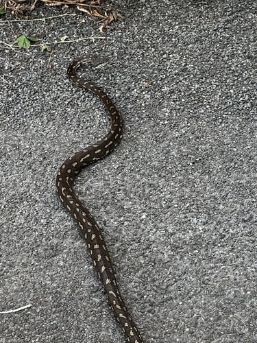 Coastal Carpet Python sighting