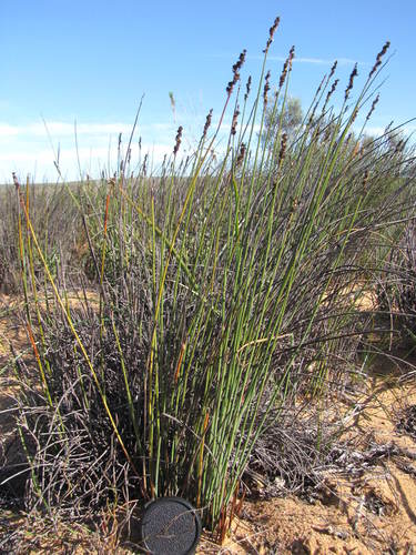 Namaqua Deckreed (Elegia namaquensis)