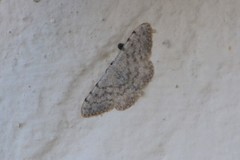 Scopula confinaria