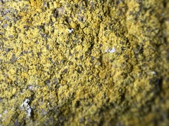 Leproplaca chrysodeta